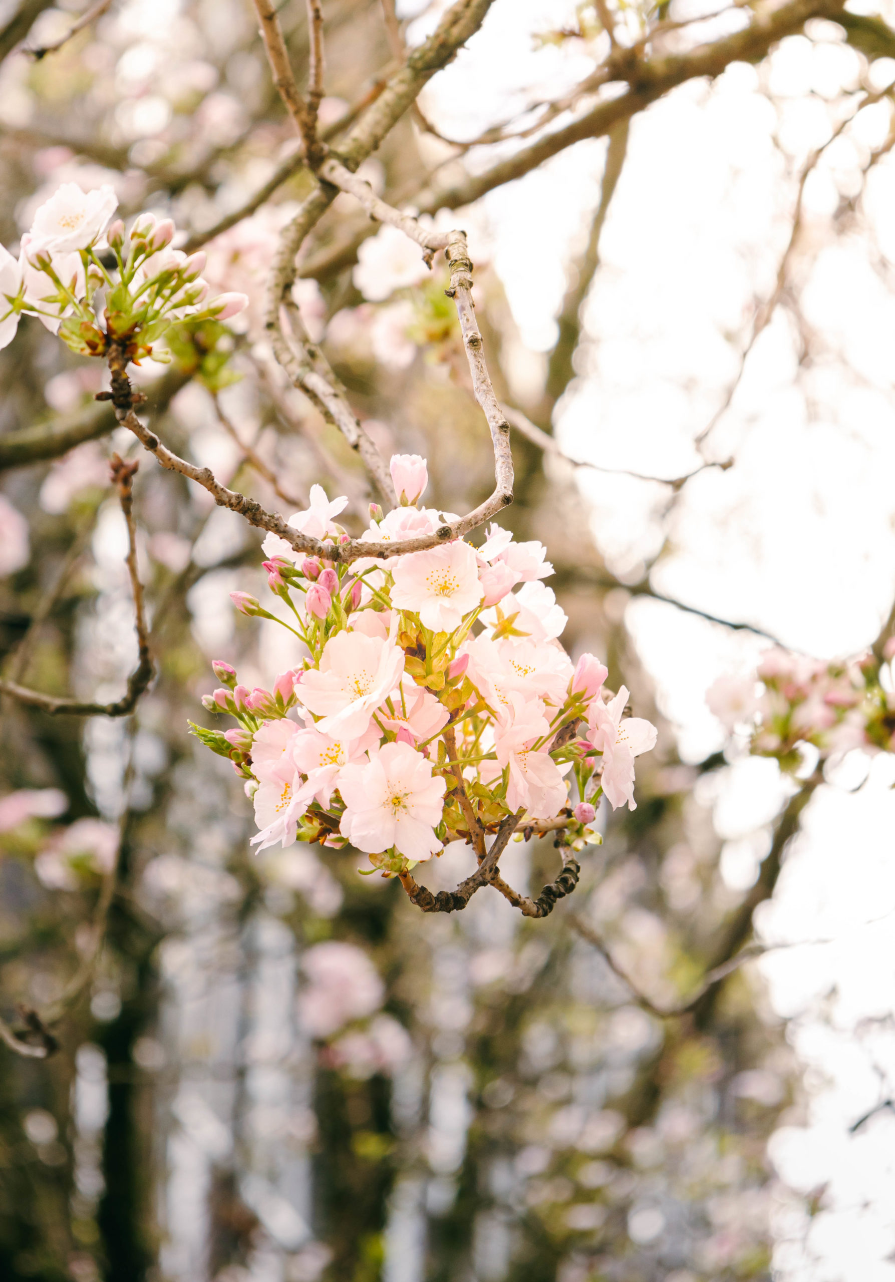fleurs de cerisiers rouen