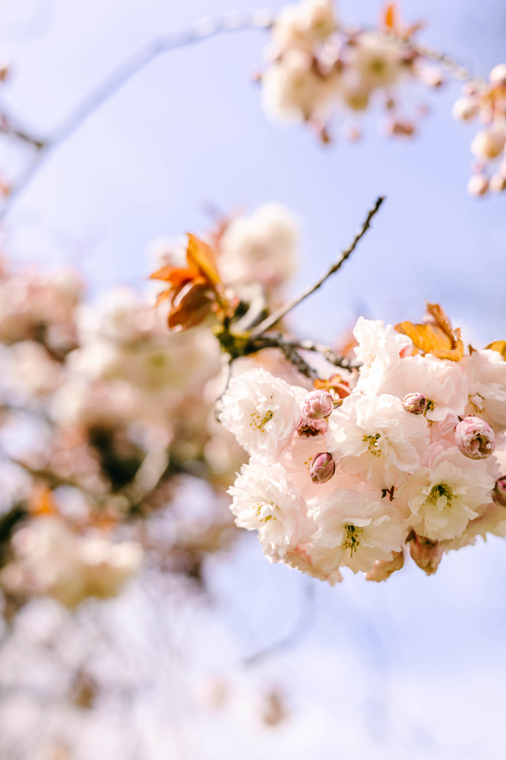 fleurs de cerisiers, printemps à amiens sur fond de ciel bleu